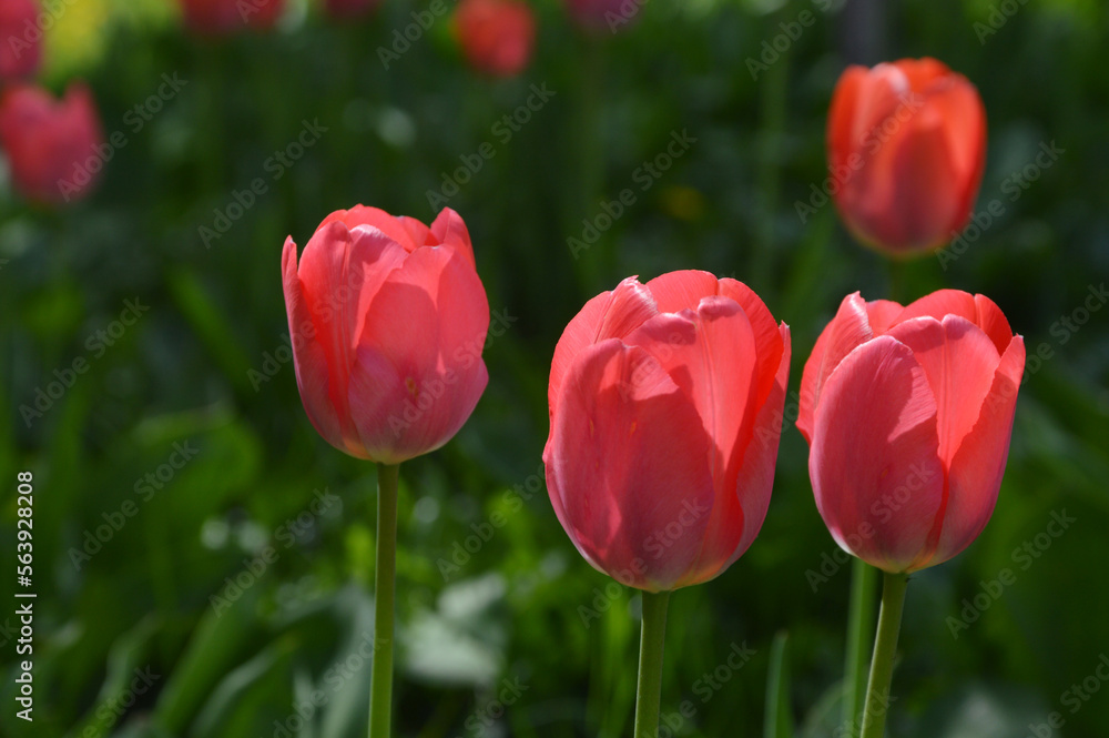 Red tulips on green leaves. Spring flowers in a flowerbed in a city park. Nature background. Red tulips on green leaves. Spring flowers in a flowerbed in a city park. Nature background.