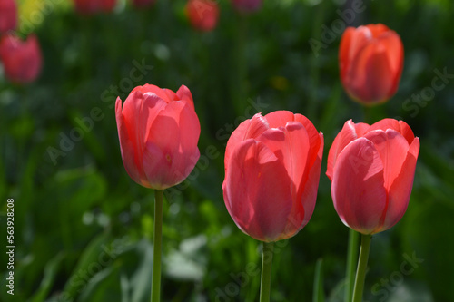 Red tulips on green leaves. Spring flowers in a flowerbed in a city park. Nature background.