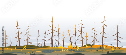 Burned forest spruces after fire nature background, nature disaster concept illustration background, consequences of raising fires in forest, careful with fires in the woods, burnt fir trunks