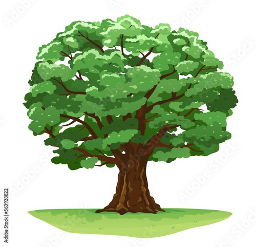 One wide massive magic old oak tree with green leaves on green grass isolated illustration, majestic oak with a rough trunk and big crown on green meadow with grass in summer day isolated