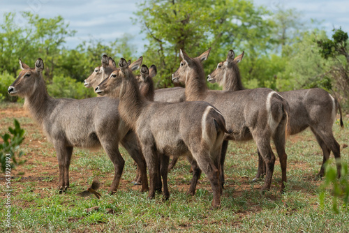 Herd of waterbucks - Kobus ellipsiprymnus. Photo from Kruger National Park in South Afrcia. photo