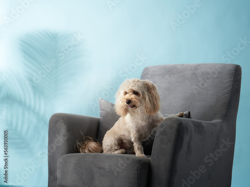  maltipoo on a blue background. curly dog in photo studio. Maltese, poodle