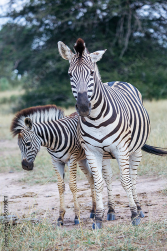Two zebras in Kruger Park South Africa 