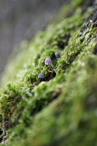 mushrooms and moss on the tree trunk