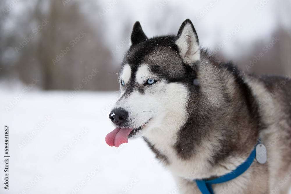 Husky dog in the winter forest for a walk.
