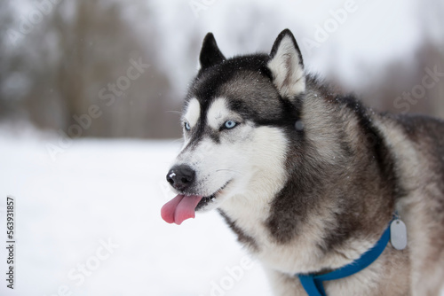 Husky dog in the winter forest for a walk.