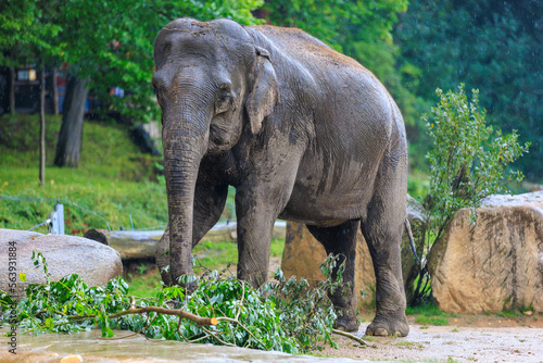 The elephant during the rain. Background with selective focus and copy space