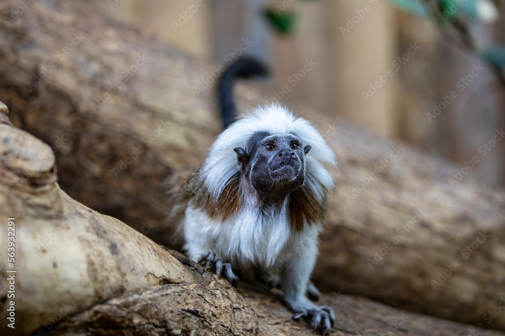 A Cotton-top tamarin closeup image.
One of the smallest primates. easily recognized by the long, white sagittal crest extending from its forehead to its shoulders. A Cotton-top tamarin closeup image.
One of the smallest primates. easily recognized by the long, white sagittal crest extending from its forehead to its shoulders.