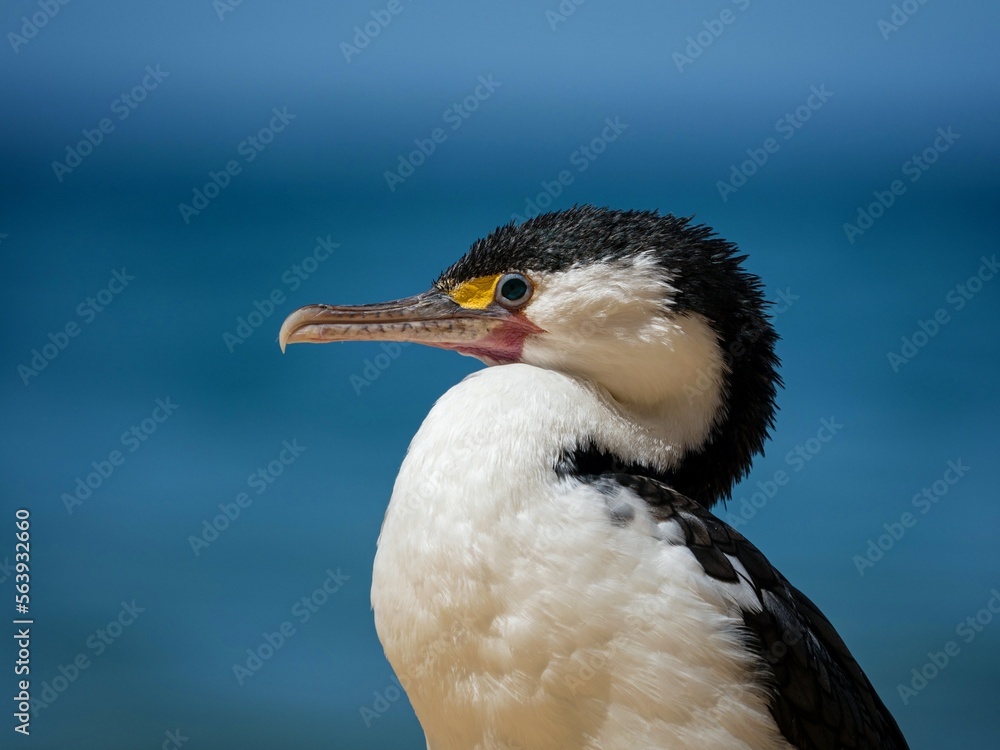 Fototapeta premium Close up side portrait of black and white australian pied shag cormorant bird in Abel Tasman National Park New Zealand