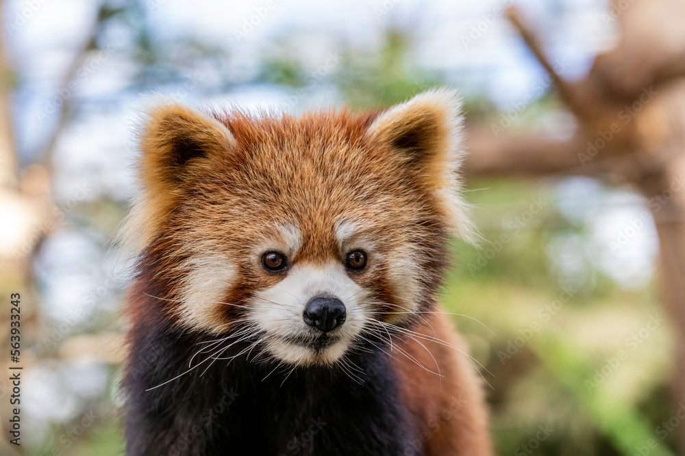 a red panda (Ailurus fulgens) closeup image
it is a mammal native to the eastern Himalayas and southwestern China
The red panda has reddish-brown fur, a long, shaggy tail, and a waddling gait a red panda (Ailurus fulgens) closeup image
it is a mammal native to the eastern Himalayas and southwestern China
The red panda has reddish-brown fur, a long, shaggy tail, and a waddling gait