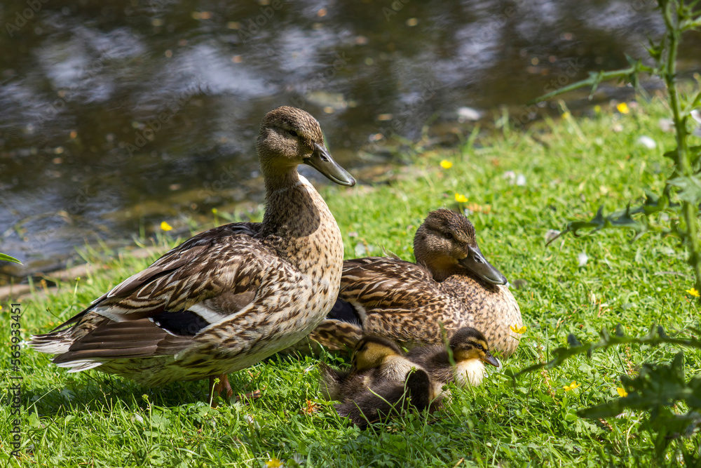 Mallard ducks with small duckling in a living nature Mallard ducks with small duckling in a living nature
