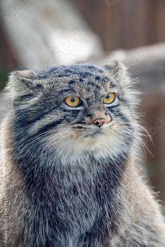The closeup image of Pallas's cat (Otocolobus manul). It is a small wild cat with long and dense light grey fur. Its rounded ears are set low on the sides of the head. 
