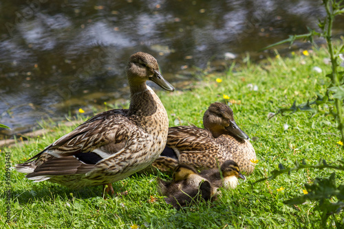 Mallard ducks with small duckling in a living nature