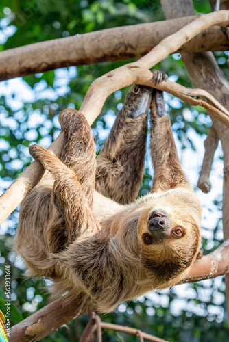 The close image of Linneaus' Two-toed Sloth (Choloepus didactylus). 
A species of sloth from South America,  have longer hair, bigger eyes, and their back and front legs are more equal in length. photo