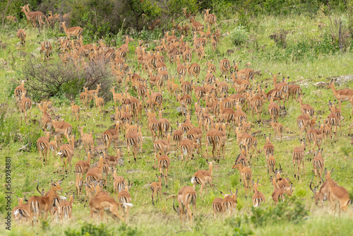 Herd of impalas or rooiboks - Aepyceros melampus - approaching the waterhole at Kruger National Park in South Africa.