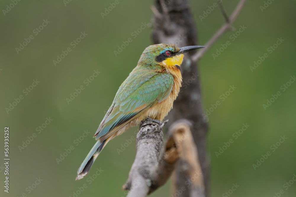 Little bee-eater - Merops pusillus perched with green background. Photo from Kruger Natioanal Park in South Africa.