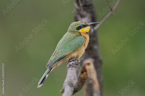 Little bee-eater - Merops pusillus perched with green background. Photo from Kruger Natioanal Park in South Africa.