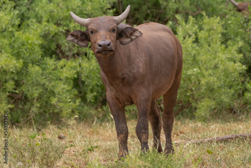 African buffalo, Cape buffalo - Syncerus caffer with the green vegetation in background. Photo from Kruger National Park in South Africa.