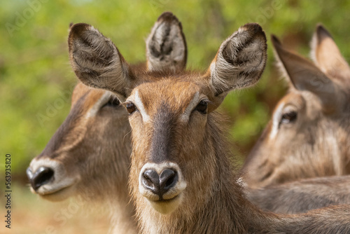 Portrait of waterbucks - Kobus ellipsiprymnus with green vegatation in background. Photo from Kruger National Park in South Africa.