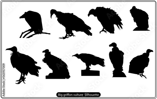 Silhouette of a flying Griffon vulture bird, scientifically known as Gyps fulvus. Vector illustration.