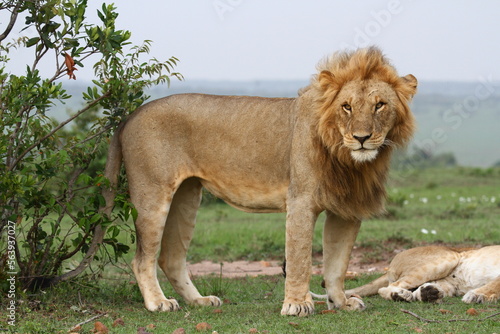 Close-up of a lion and lioness resting after mating 