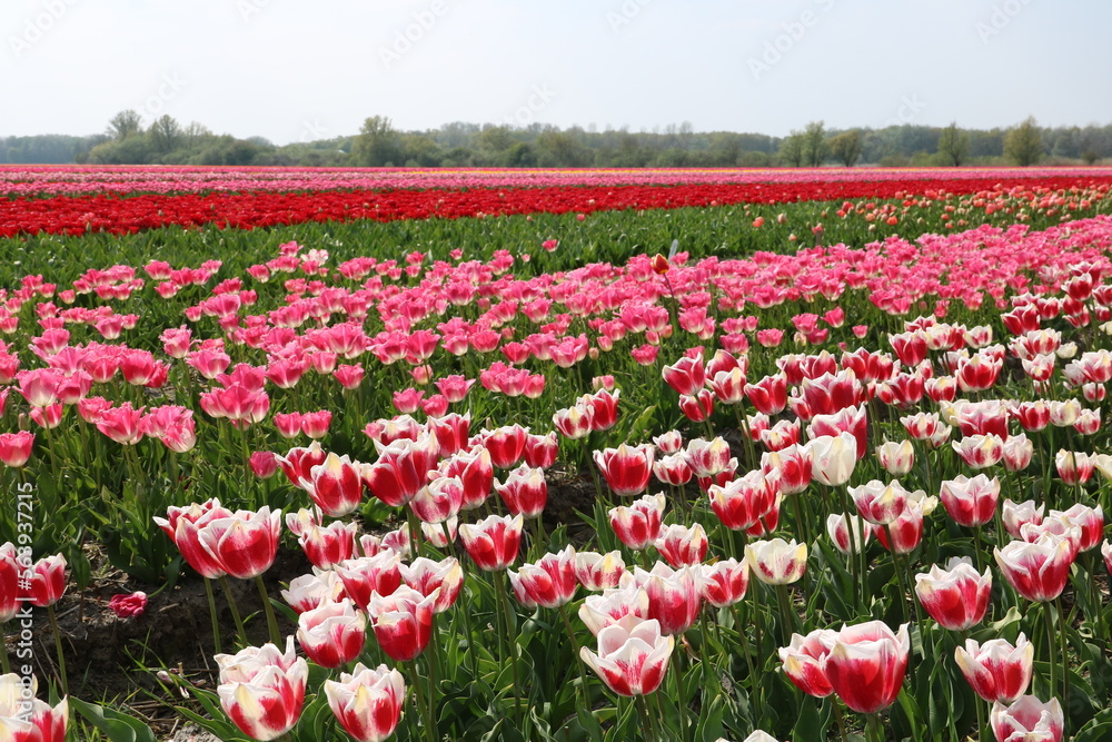 Viele bunte Tulpen blühen auf Tulpenfeld in Holland