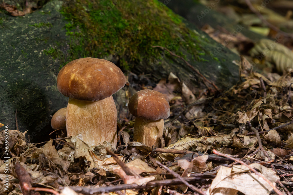 Boletus edulis or cep, edible wild mushroom in a forest Boletus edulis or cep, edible wild mushroom in a forest