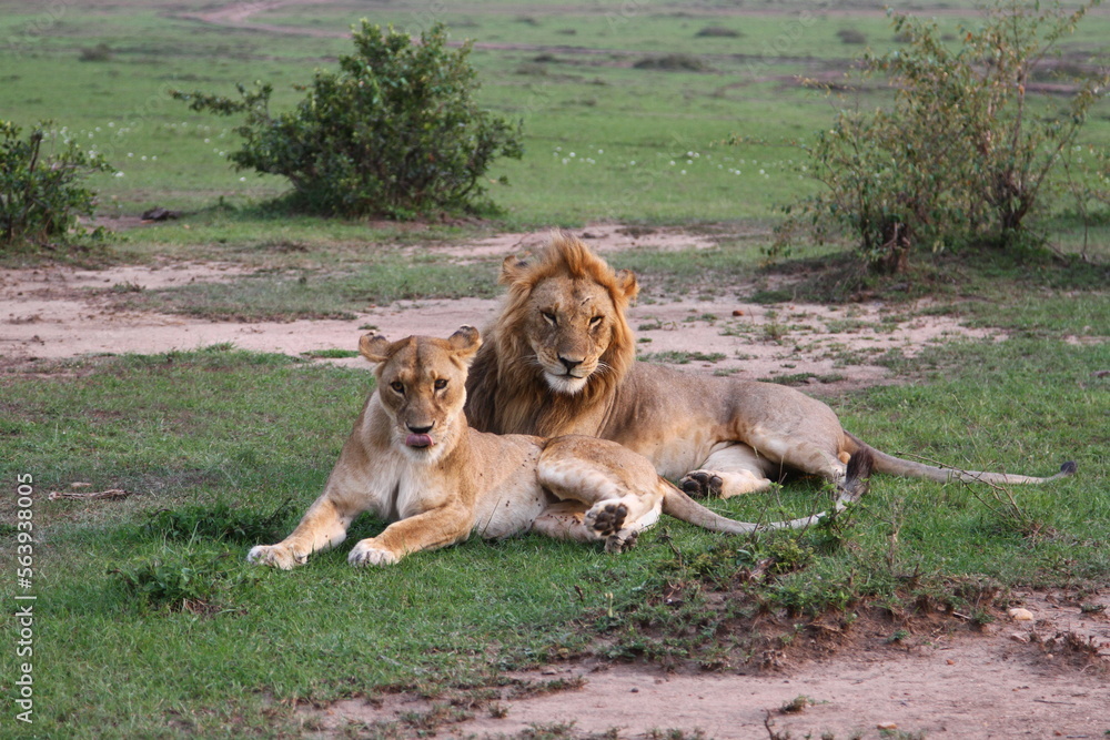 Close-up of a lion and lioness resting after mating Close-up of a lion and lioness resting after mating