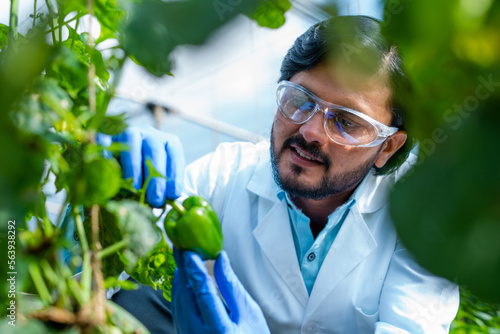Leinwand Poster Happy smiling agro scientist seeing lab grown capsicum vegetable plant at greenh