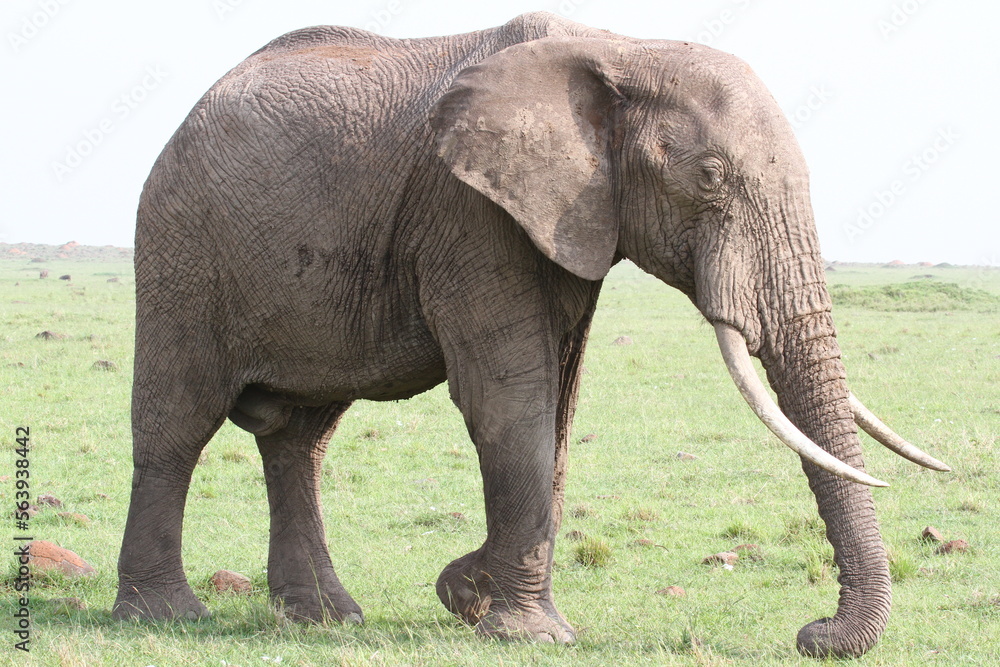 Obraz premium Single elephant walkind across green meadow with one leg raised