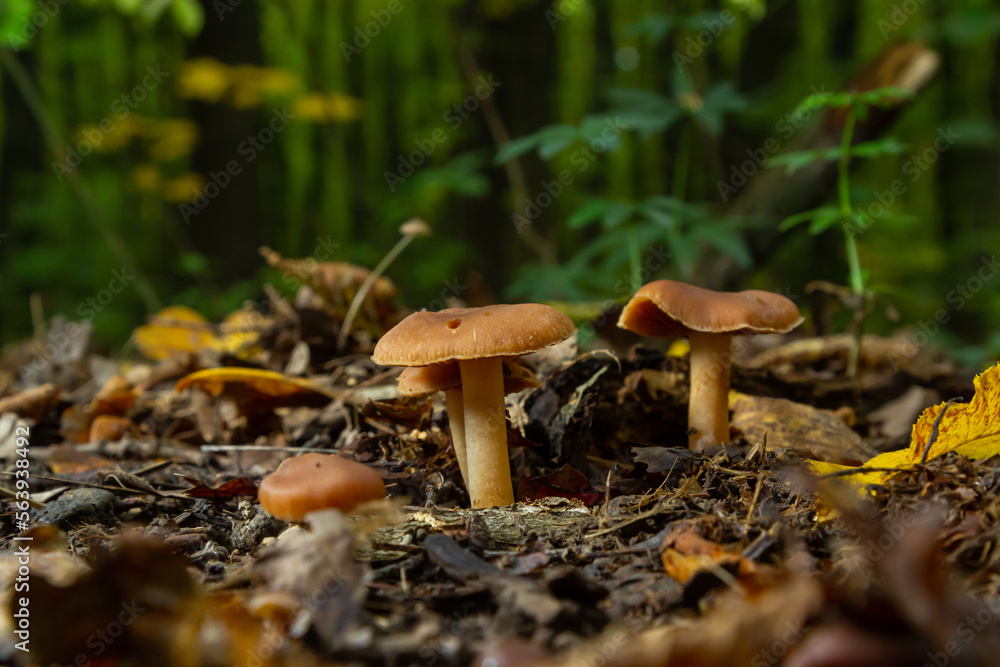 Gymnopus hariolorum mushrooms on the old stump Gymnopus hariolorum mushrooms on the old stump