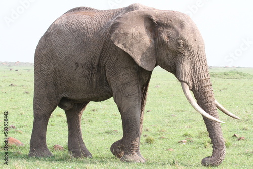 Single elephant walkind across green meadow with one leg raised