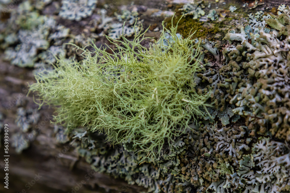 Closeup of lichen Usnea Filipendula and a parasite plant in a tree branch. Photo taken in the morning with the dew drops Closeup of lichen Usnea Filipendula and a parasite plant in a tree branch. Photo taken in the morning with the dew drops