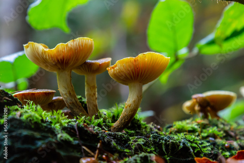 Gymnopilus penetrans, known as Common Rustgill, wild growing mushroom