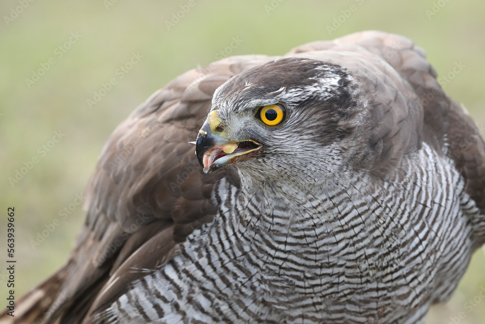 Fototapeta premium A portrait of a female Northern Goshawk against a green background 