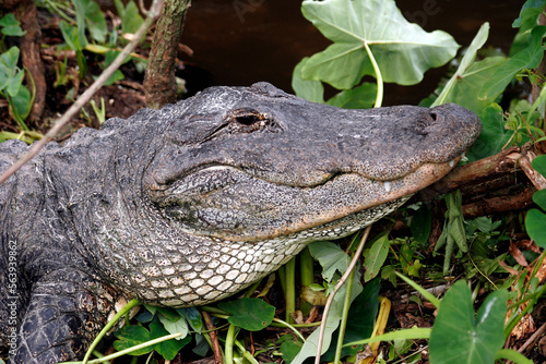 Alligator closeup in Everglades National Park, Florida