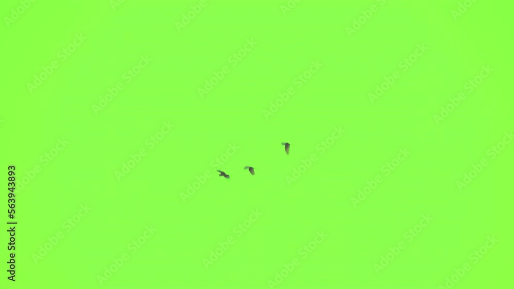 Flock of bird flying slow motion on green screen background Flock of bird flying slow motion on green screen background