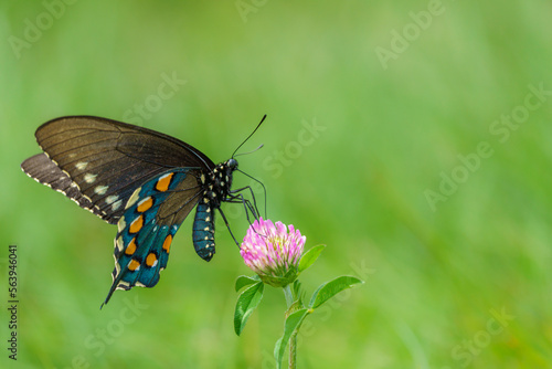 pipevine swallowtail (battus philenor) on flower