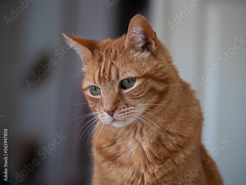 portrait of domestic orange tabby cat 