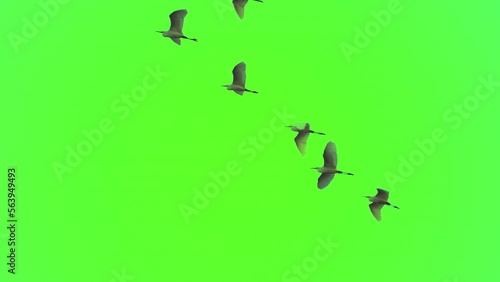 Flock of bird flying slow motion on green screen background
