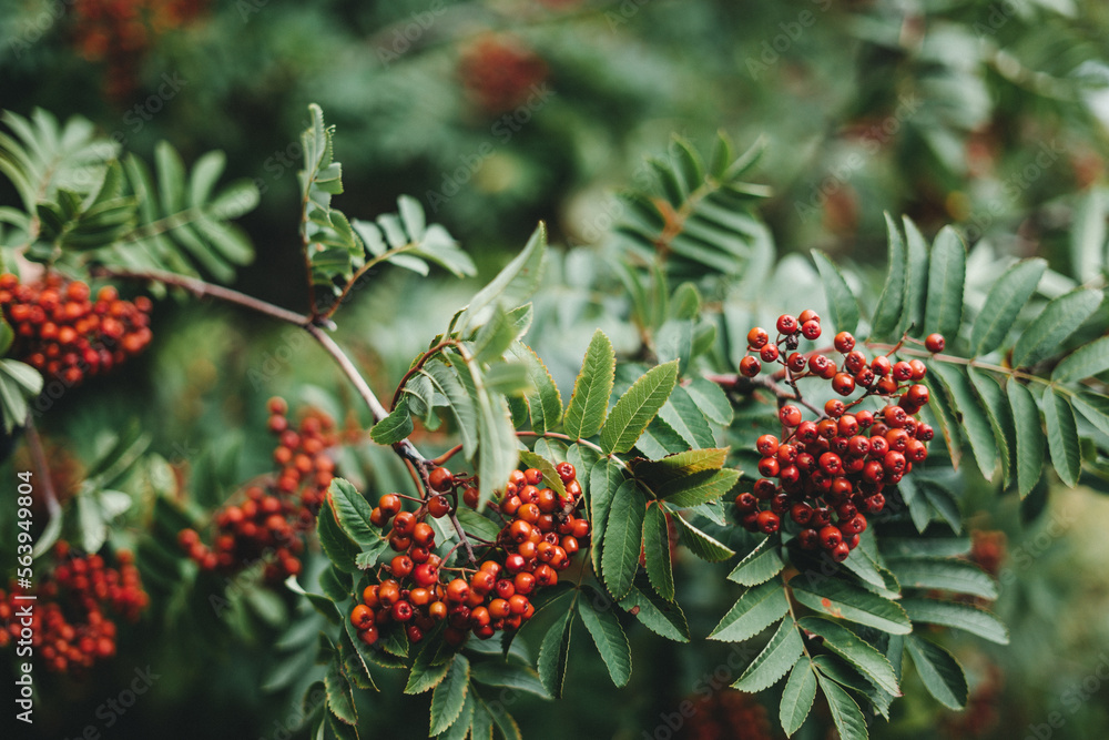 Wild rowanberries in Norway, with a beautiful bokeh Wild rowanberries in Norway, with a beautiful bokeh