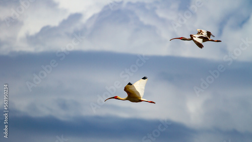 Foto American white ibis flying in Marino Ballena National Park, Costa Rica