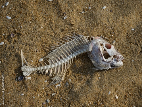 Incomplete decomposed fish bone carcass skeleton washed up ashore on sand beach in Abel Tasman National Park New Zealand
