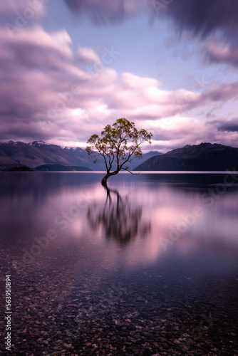 The Wanaka Tree silhouetted against a purple sunrise and reflected in mirror calm water as dawn breaks over Lake Wananka in the South Island of New Zealand with snow capped mountains in the distance © Jon Ingall