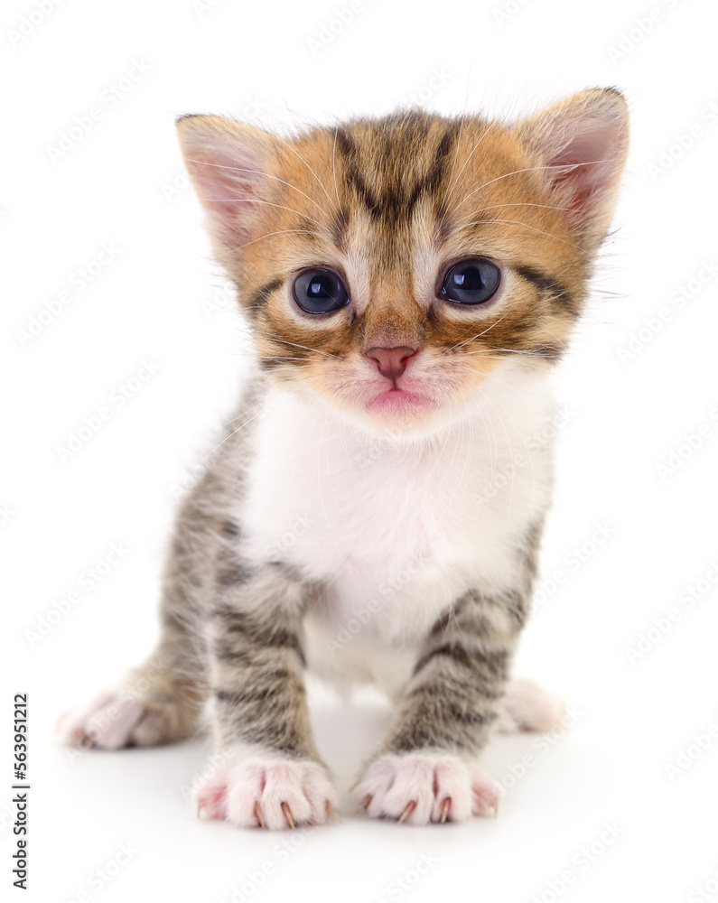 Kitten on white background.