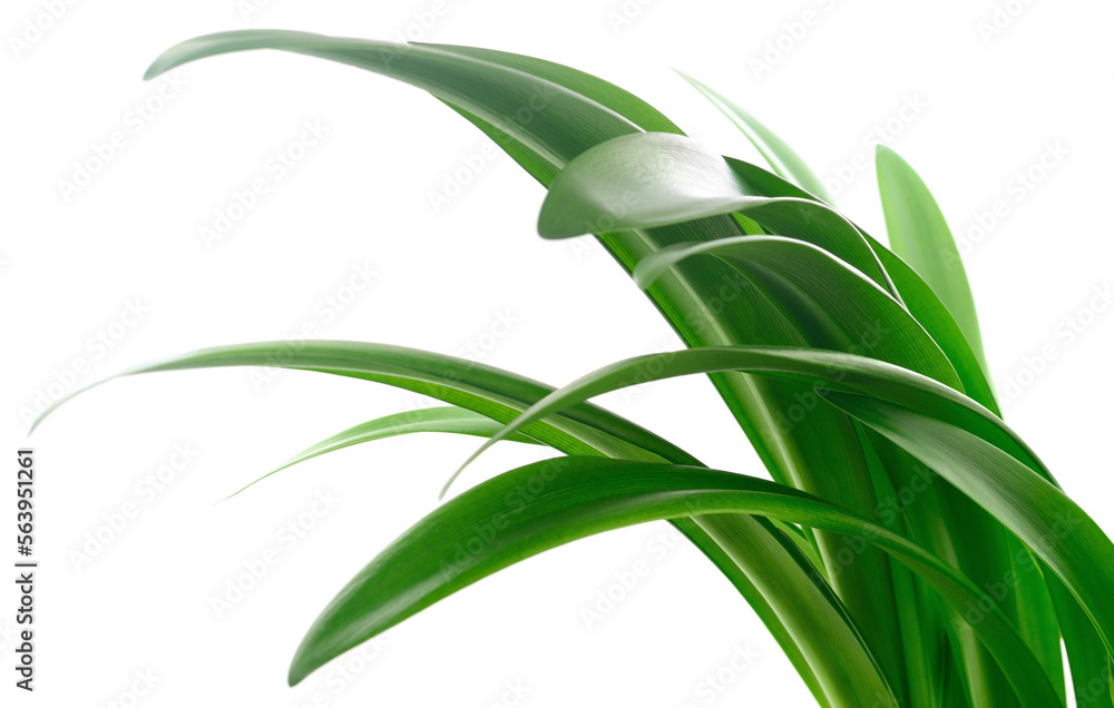 Fototapeta premium Green grass leaves.