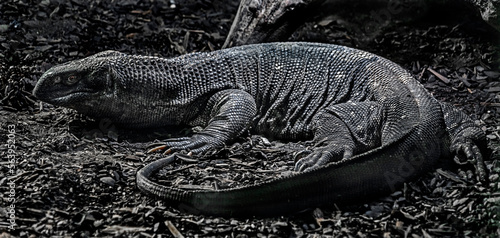 Black-throated monitor. Latin name - Varanus albigularis ionidesi	
 photo