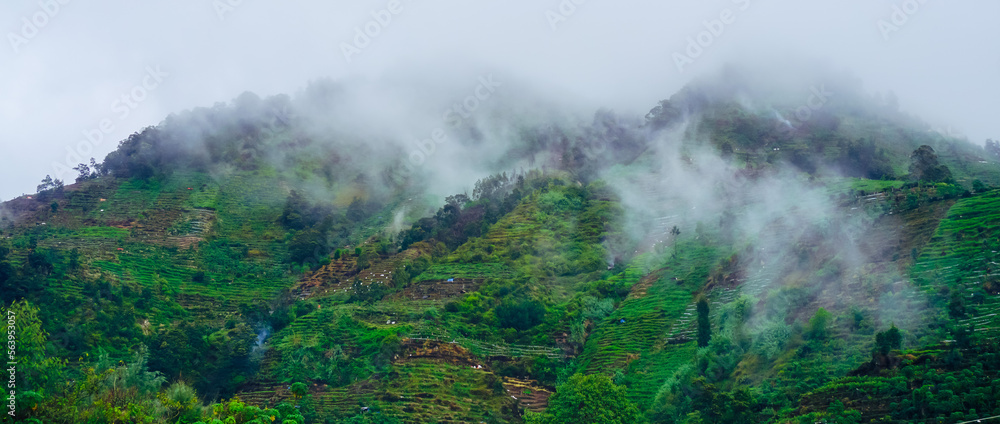 Misty forest. Morning scene of fog covering spruce forest. Tranquil nature landscape with fir tree tops silhouettes. Fog and cloud mountain valley landscape