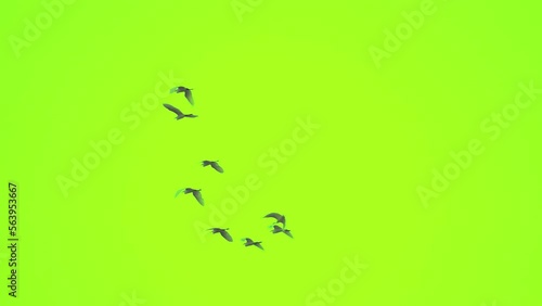 Flock of bird flying slow motion on green screen background