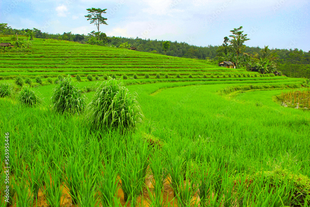 Rice fields on terraced of Bali Rice fields on terraced of Bali